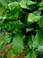 Image of Araceae