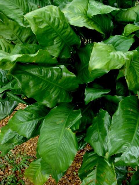 Image of Araceae