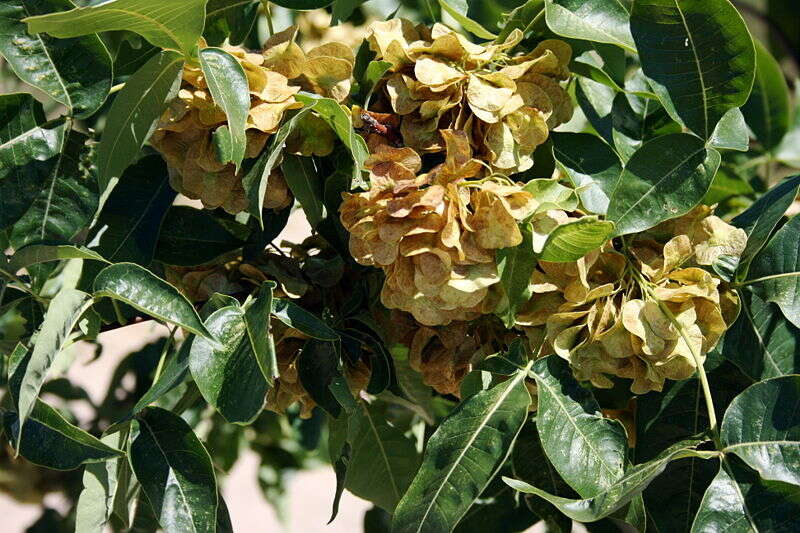 Image of common hoptree