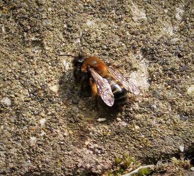 Image de Andrena bicolor Fabricius 1775