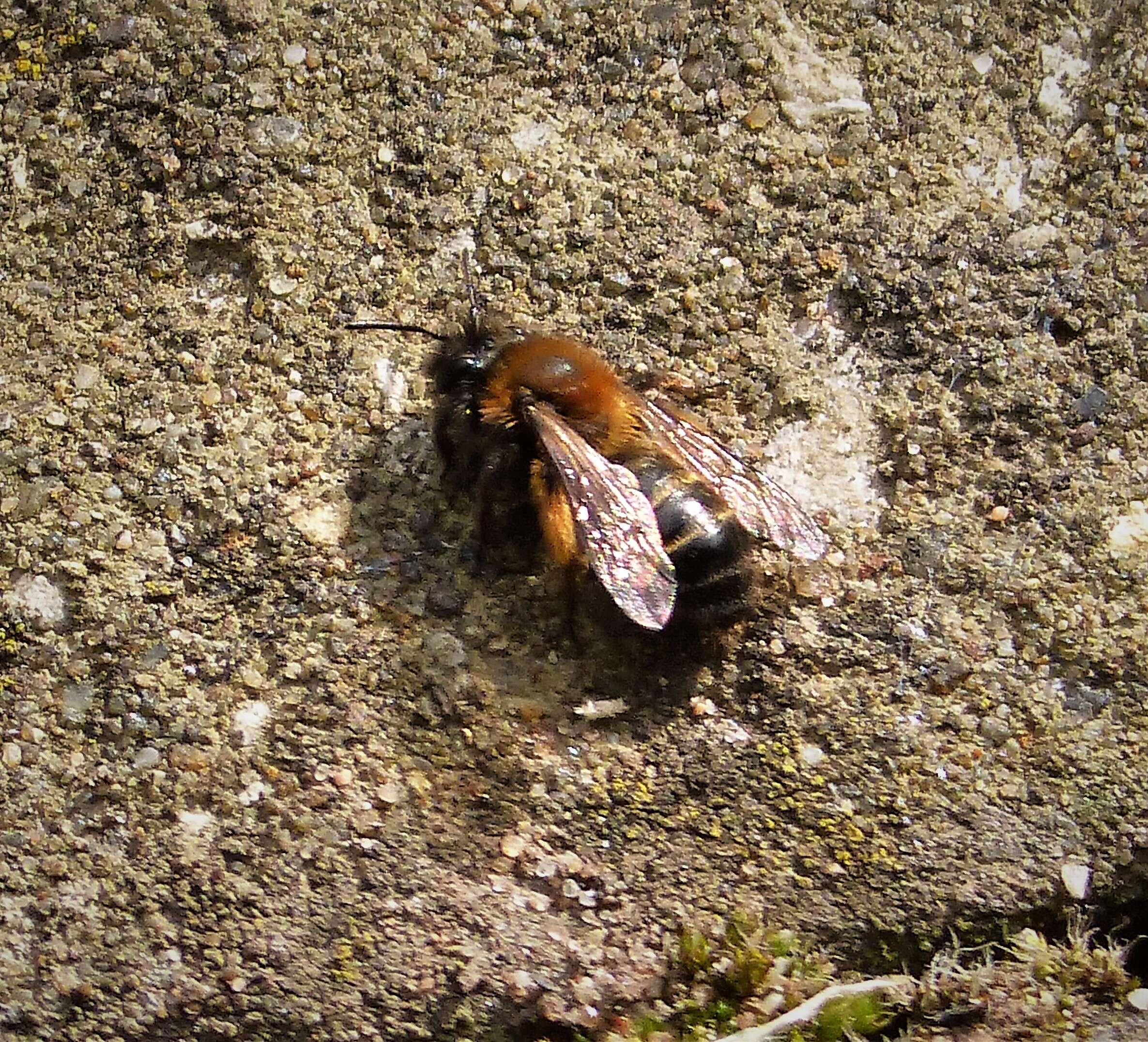 Image of Andrena bicolor Fabricius 1775