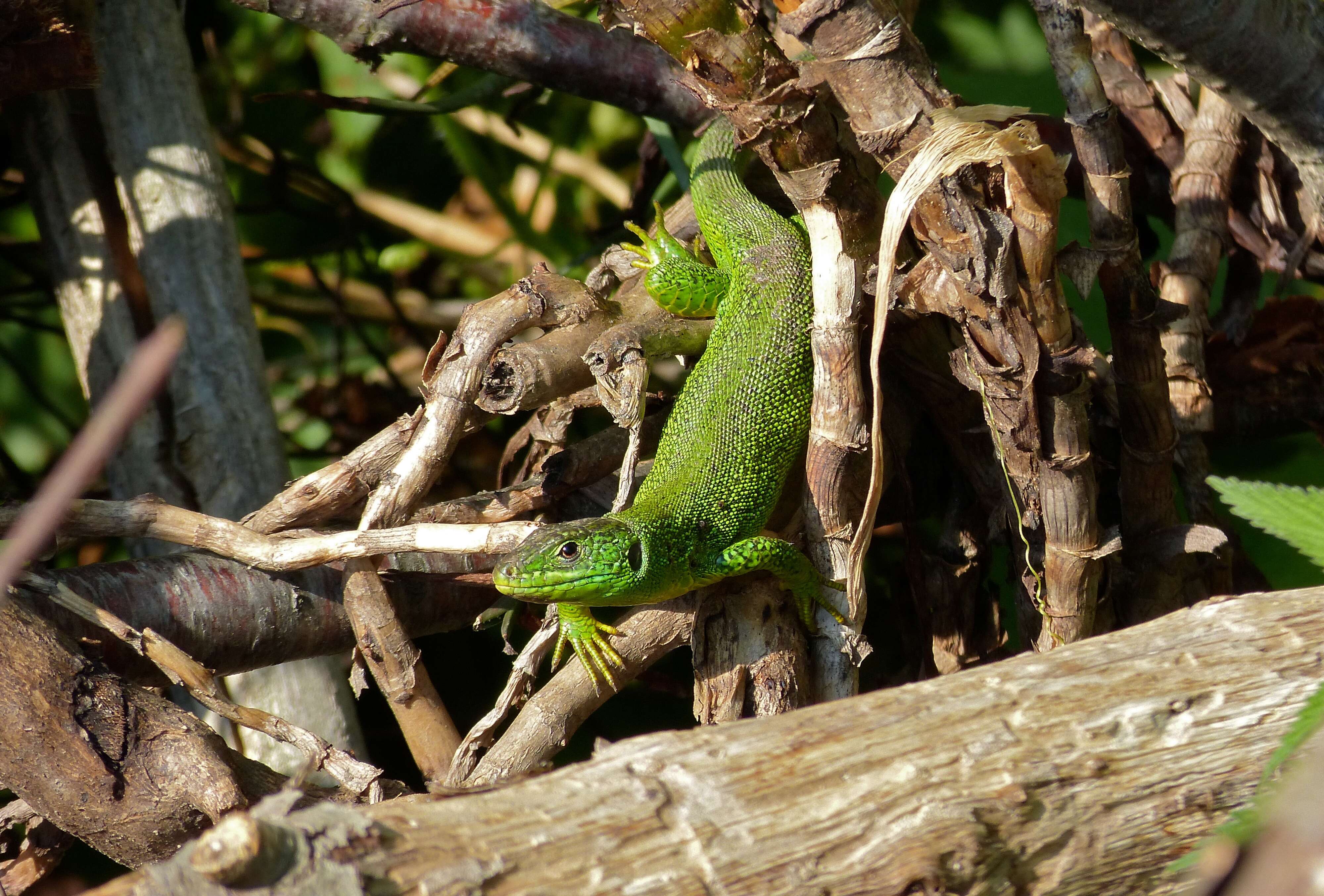 Image of Two-faced Neusticurus