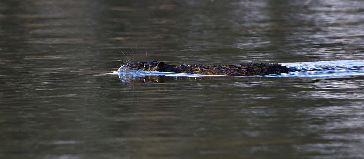 Image of Hydromys chrysogaster