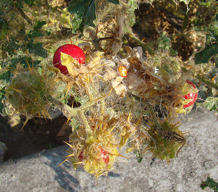 Plancia ëd Solanum sisymbriifolium Lam.