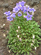 صورة Campanula tridentata Schreb.