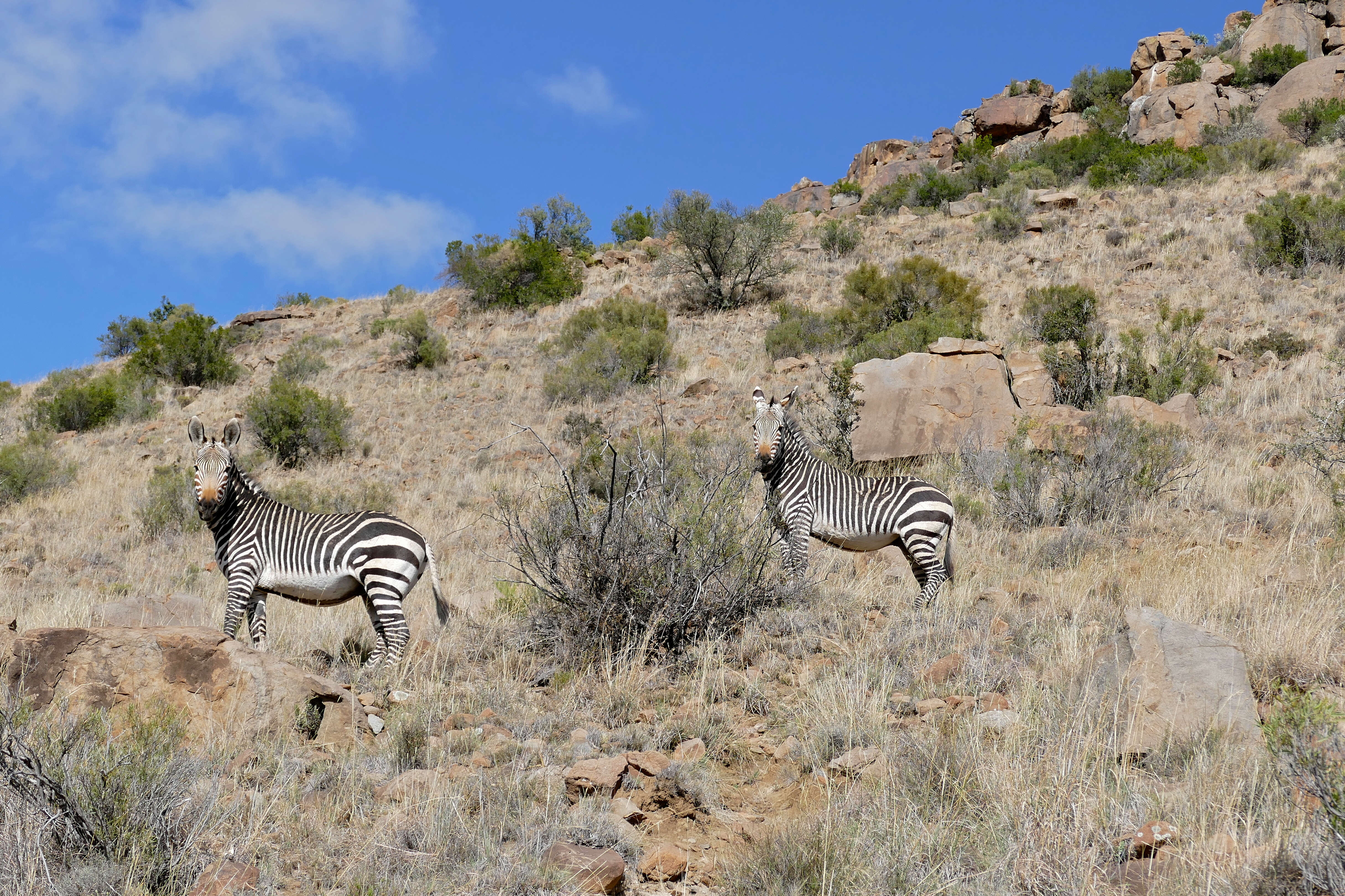 Image of zebra