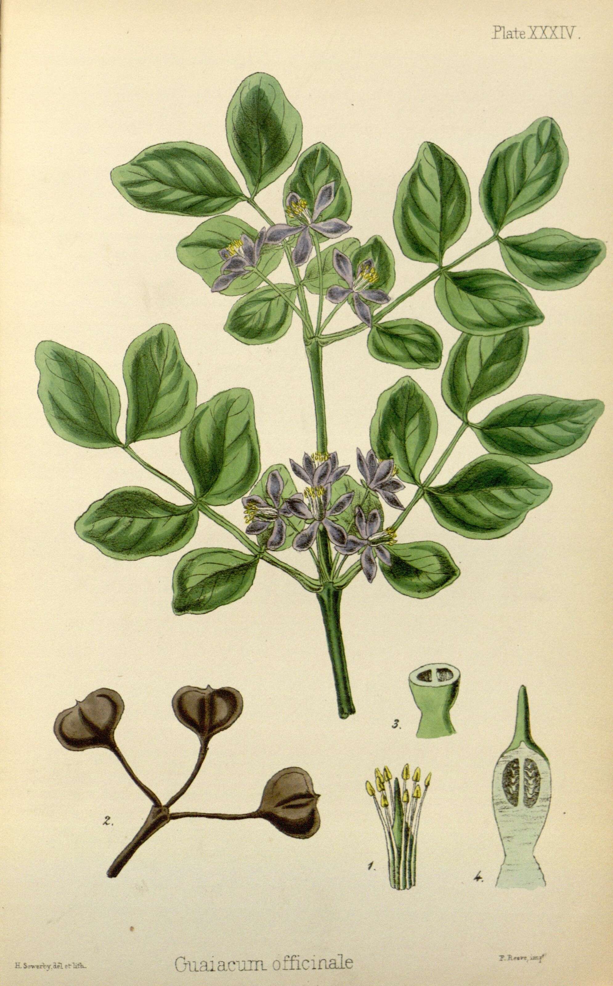 Image of lignum-vitae