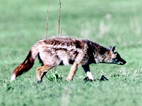 Image of Side-striped Jackal