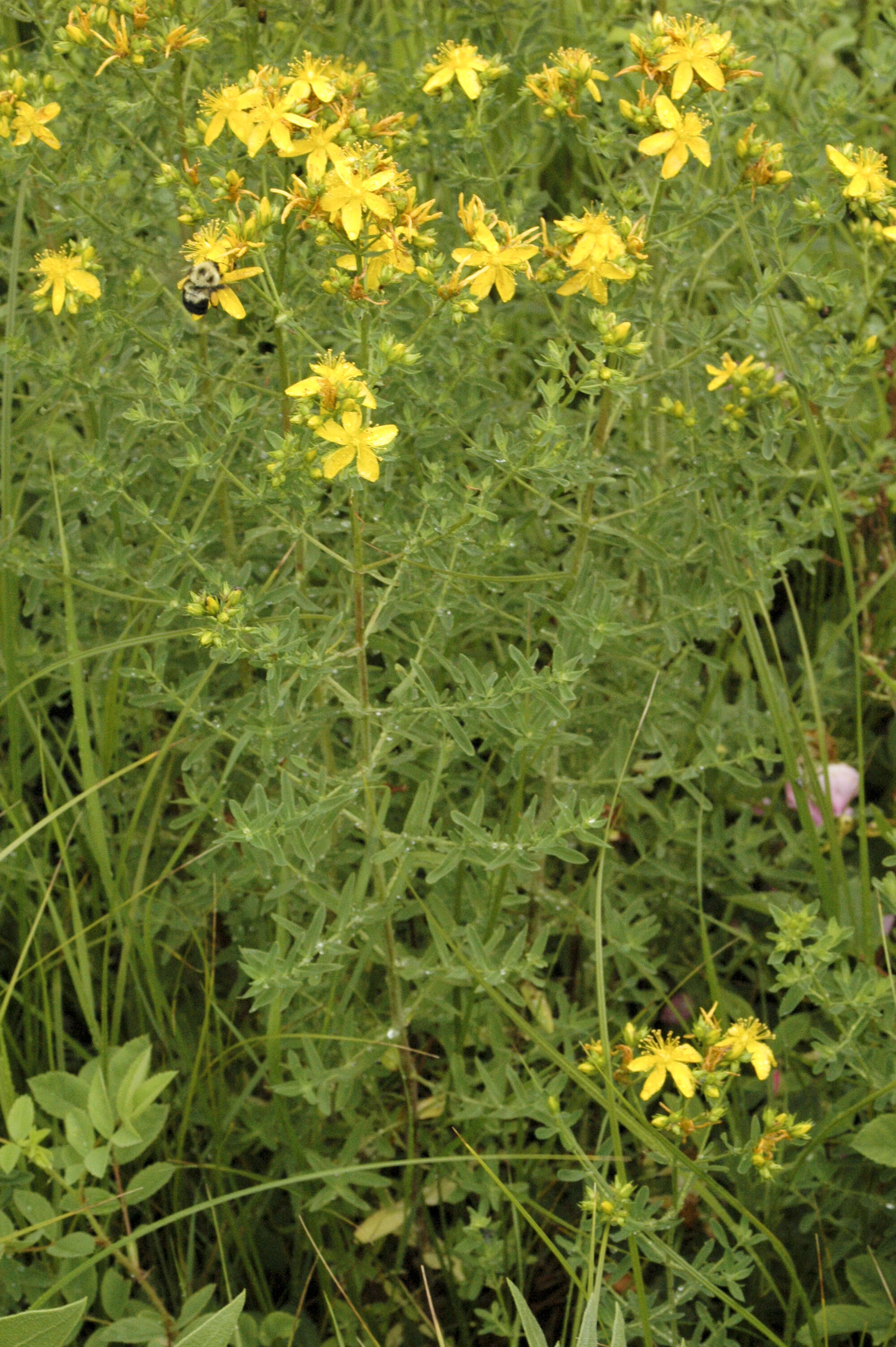 Image of St John's wort