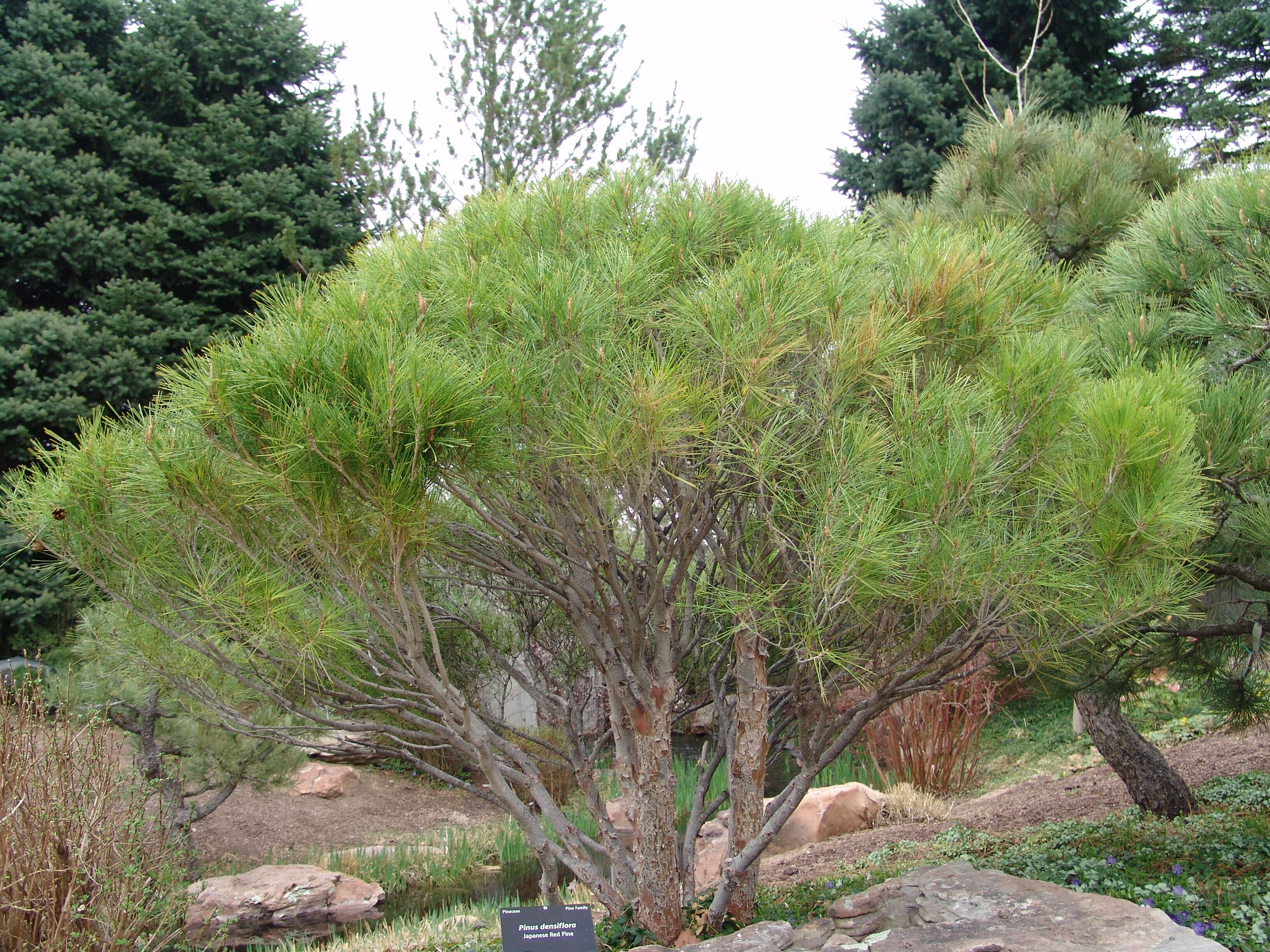 Image of Japanese Red Pine