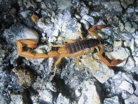 Image of Centruroides ochraceus (Pocock 1898)