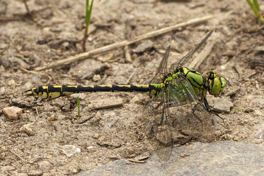 صورة Ophiogomphus cecilia (Geoffroy ex Fourcroy 1785)