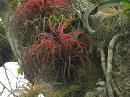 Imagem de Tillandsia brachycaulos Schltdl.