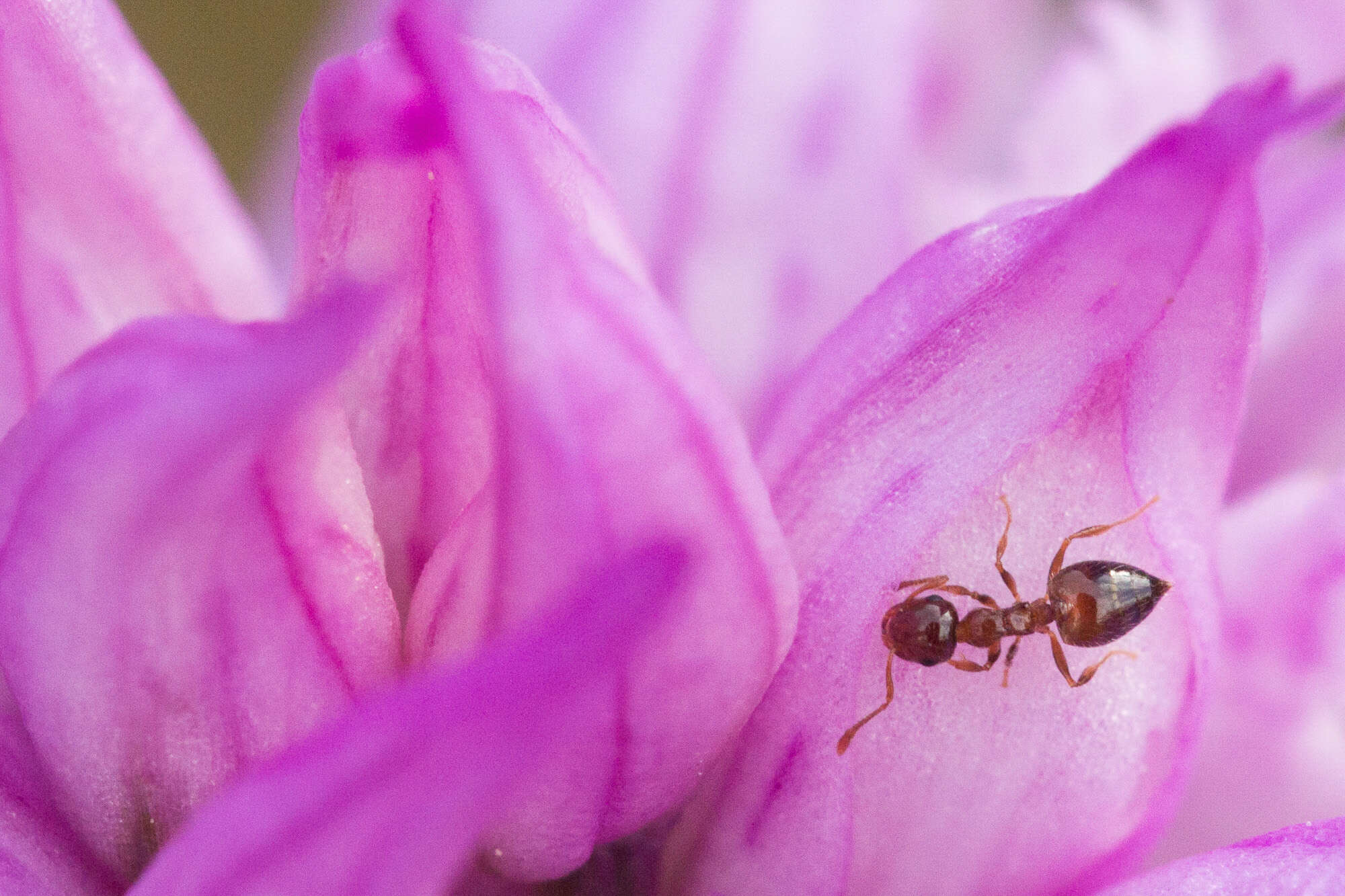 Image of Crematogaster