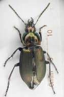 Image of Poecilus (Poecilus) cupreus (Linnaeus 1758)