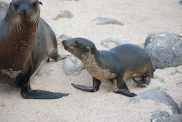 Image of Sea Lion