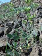 Imagem de Lomatium nudicaule (Pursh) Coult. & Rose