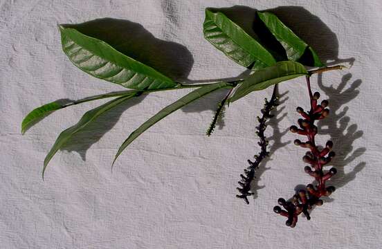 Image of Sorocea racemosa Gaud.