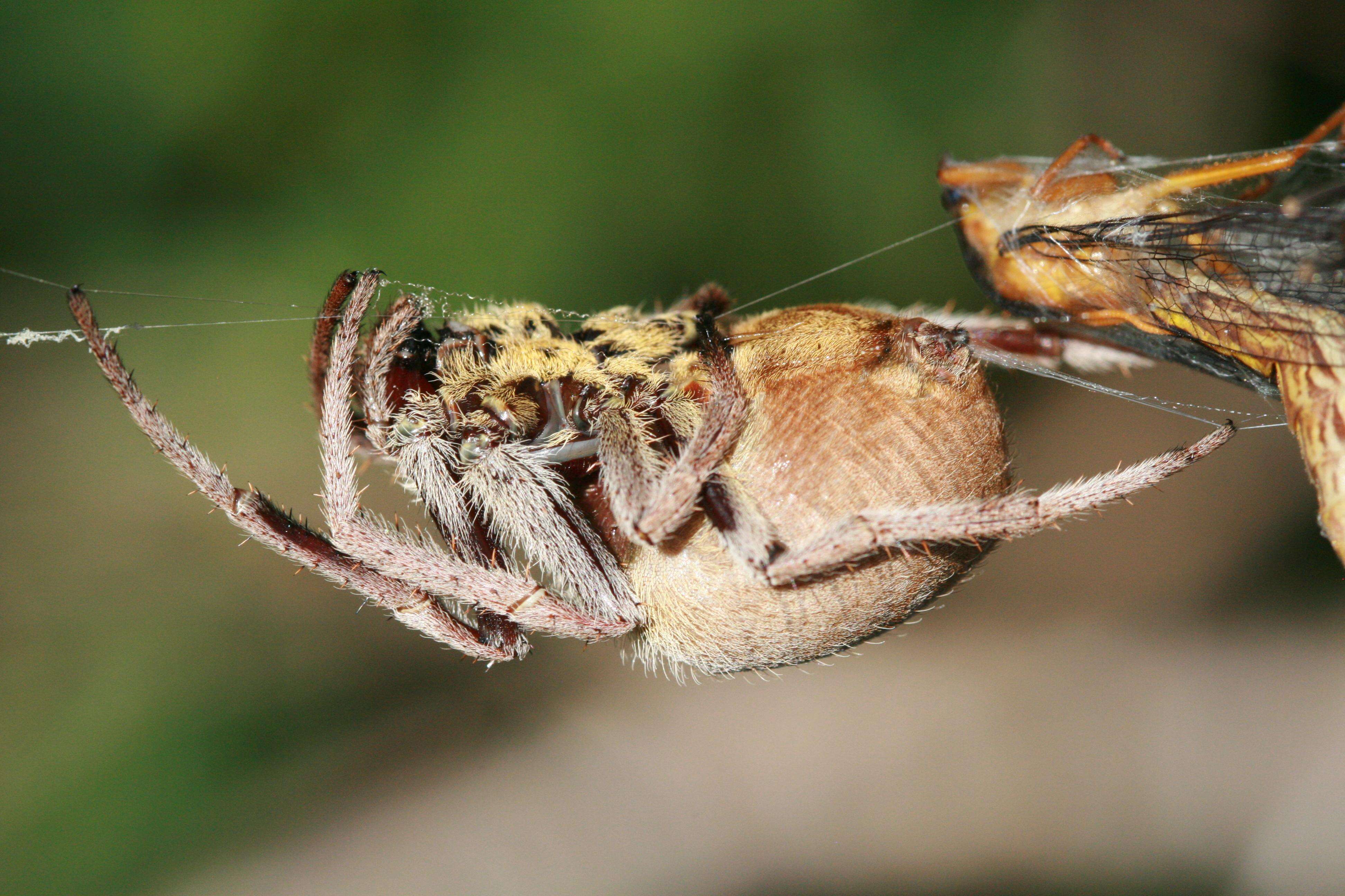 Image of Eriophora transmarina (Keyserling 1865)