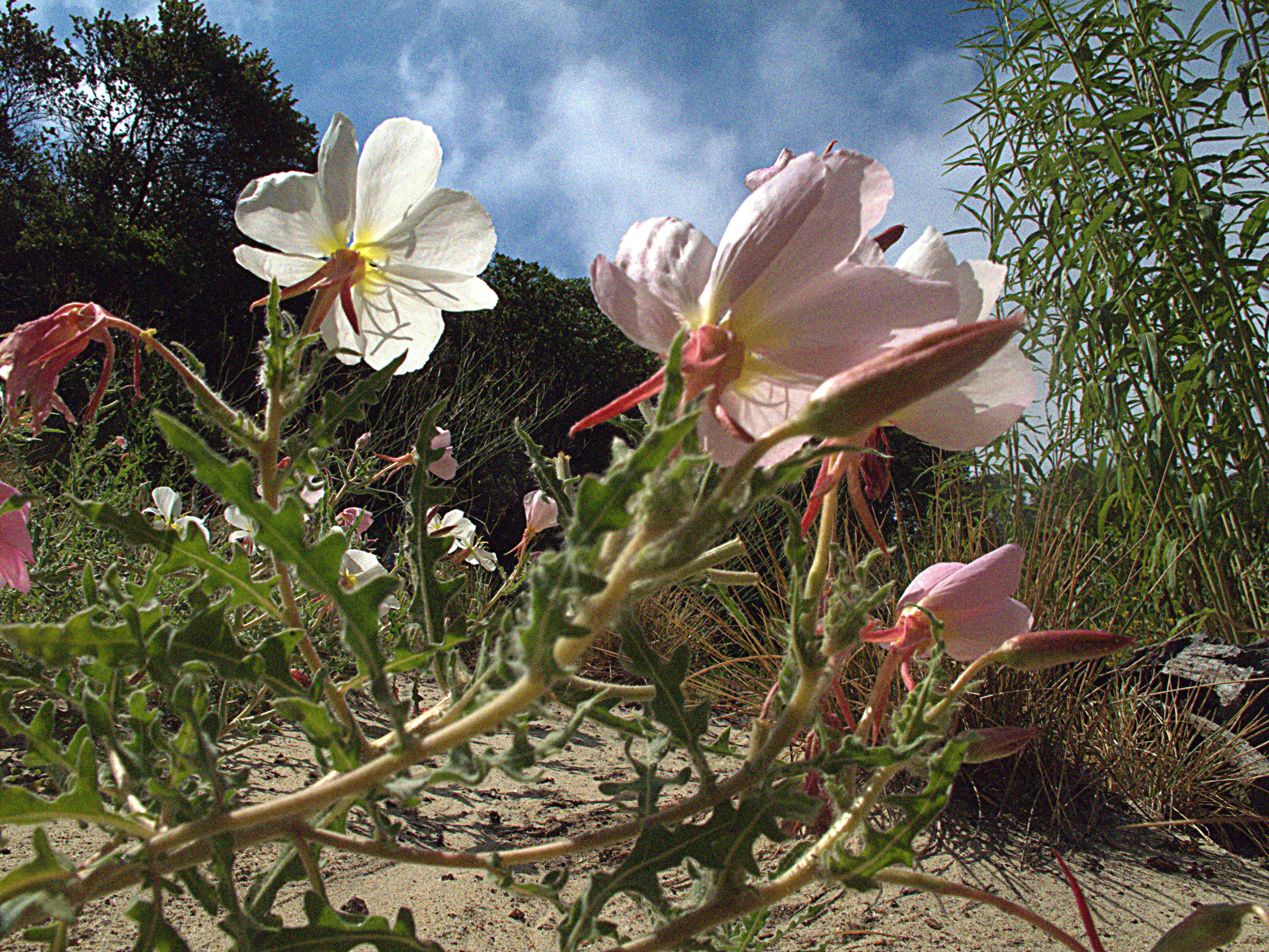 Imagem de Oenothera deltoides subsp. howellii (Munz) W. Klein