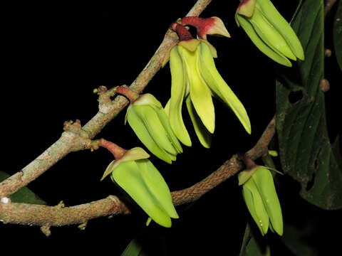 Image of Desmopsis verrucipes Chatrou, G. E. Schatz & N. Zamora