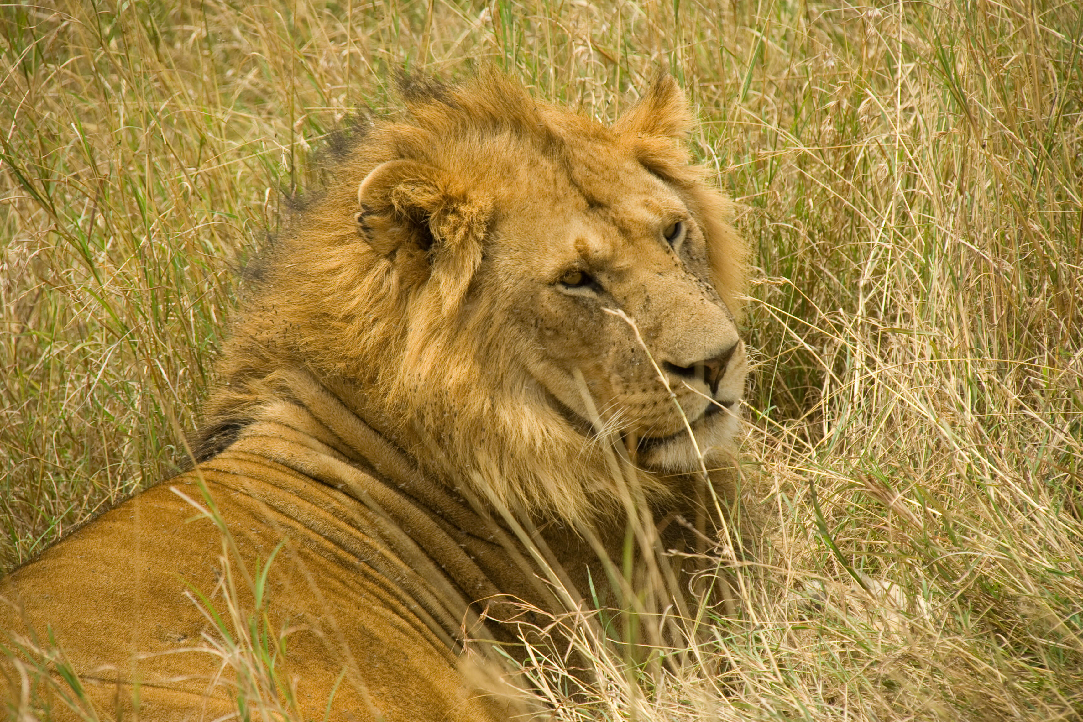 Image of Masai lion