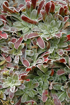 Imagem de Saxifraga hostii subsp. hostii