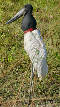 Image of Jabiru Hellmayr 1906