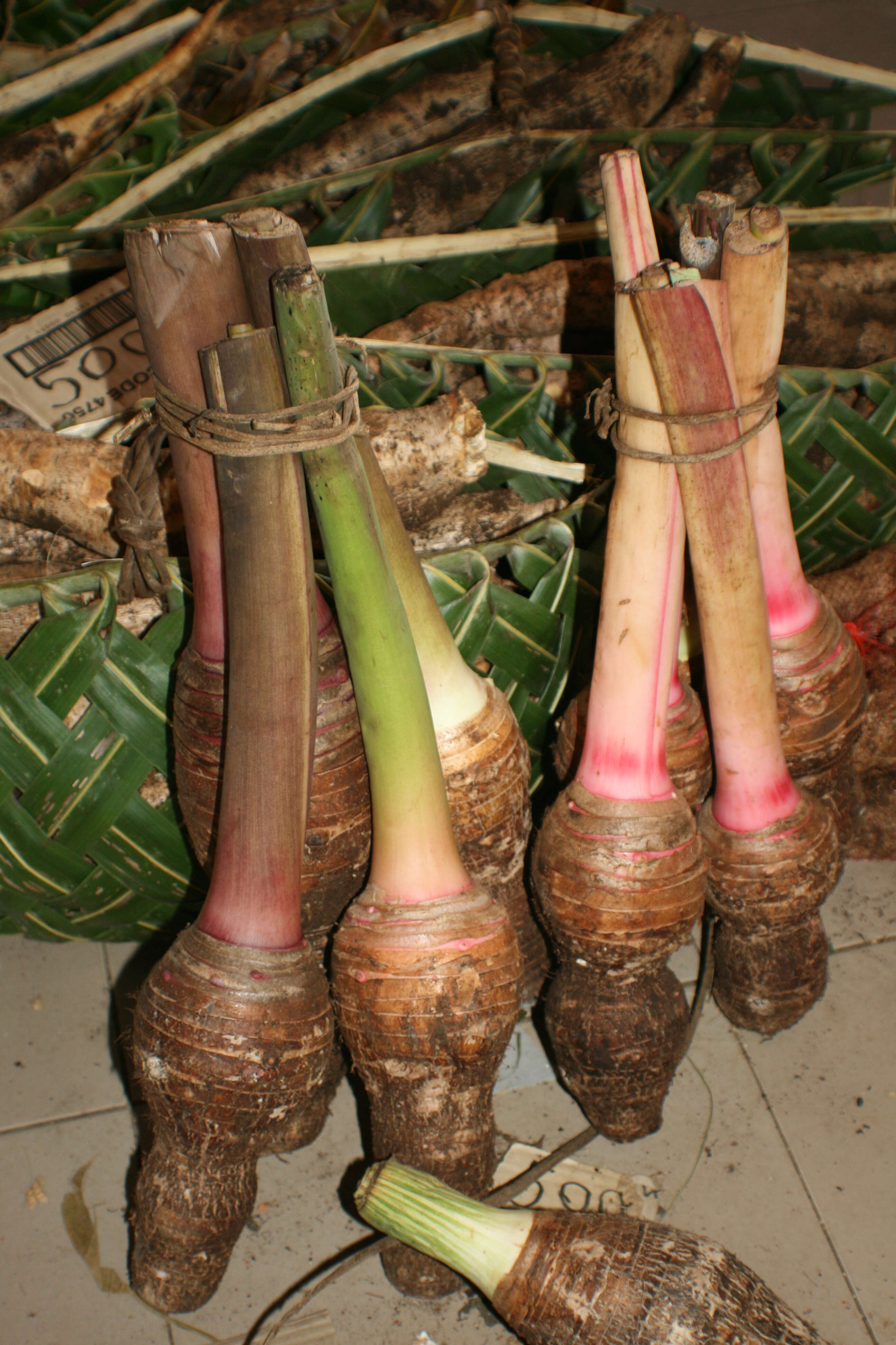 Plancia ëd Colocasia