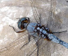 Image of Skimmers (Dragonflies)