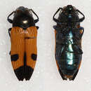 Image of Castiarina campestris (Blackburn 1897)