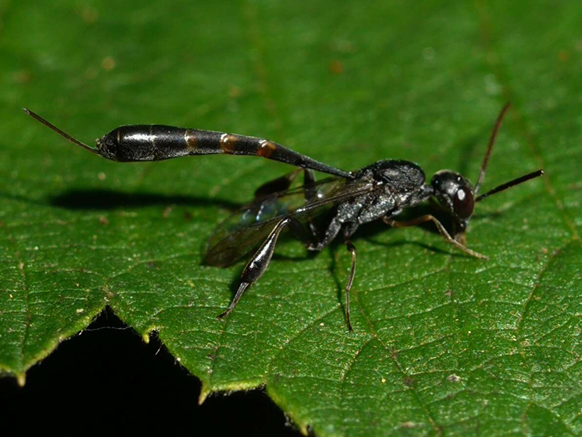 Image of carrot wasps