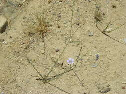 Image of Blue flax