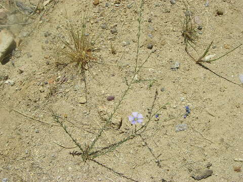 Image of Blue flax