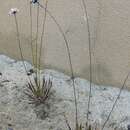 Image of Armeria velutina Boiss. & Reuter