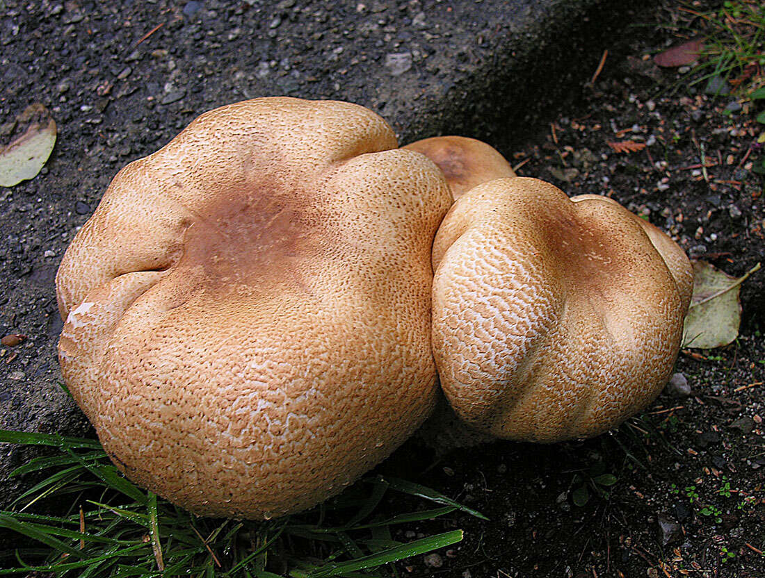 Image of Agaricus