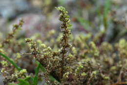 Image of hairy rupture-wort