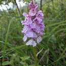 Image of Dactylorhiza maculata subsp. ericetorum (E. F. Linton) P. F. Hunt & Summerh.