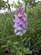 Image de Dactylorhiza maculata subsp. ericetorum (E. F. Linton) P. F. Hunt & Summerh.