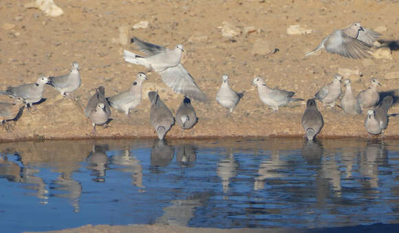 Image of Cape Turtle Dove