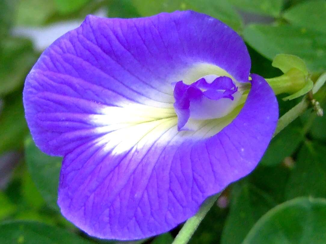 Imagem de Clitoria