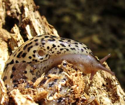 Image of garden slugs