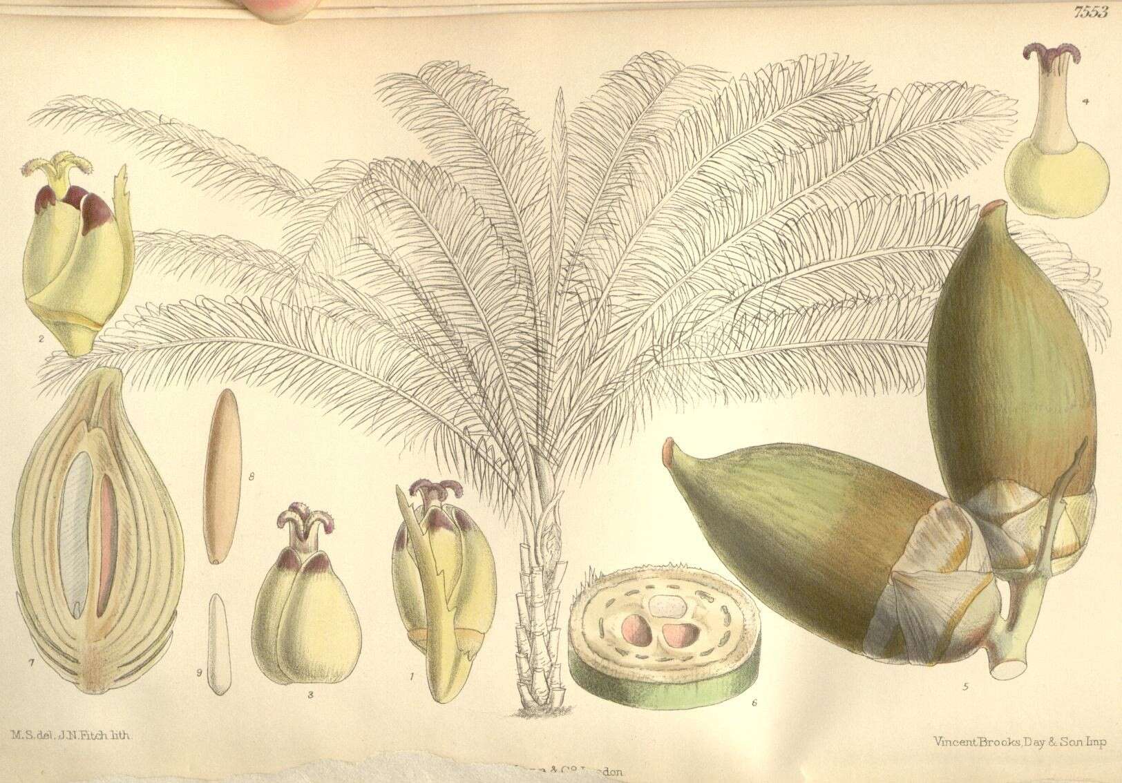 Image of attalea palm