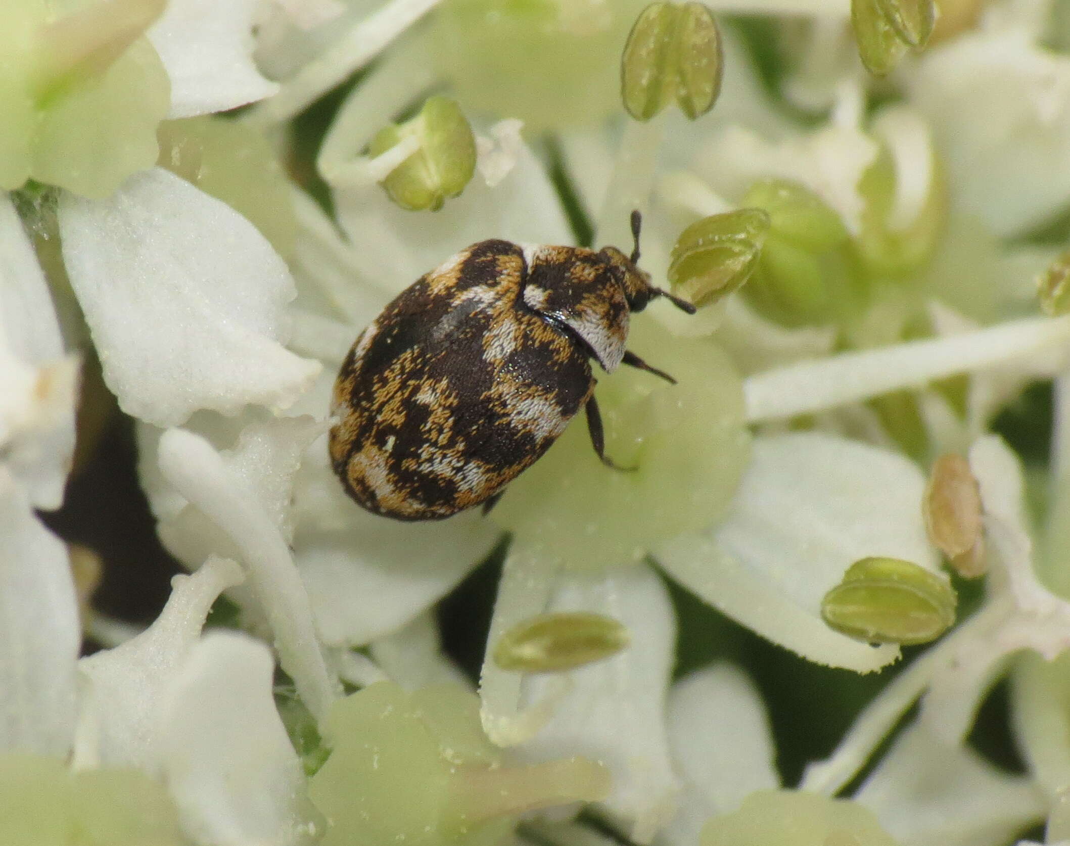 Image of Sacramento Anthicid Beetle