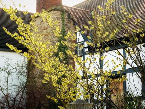 Image of Chinese witch hazel