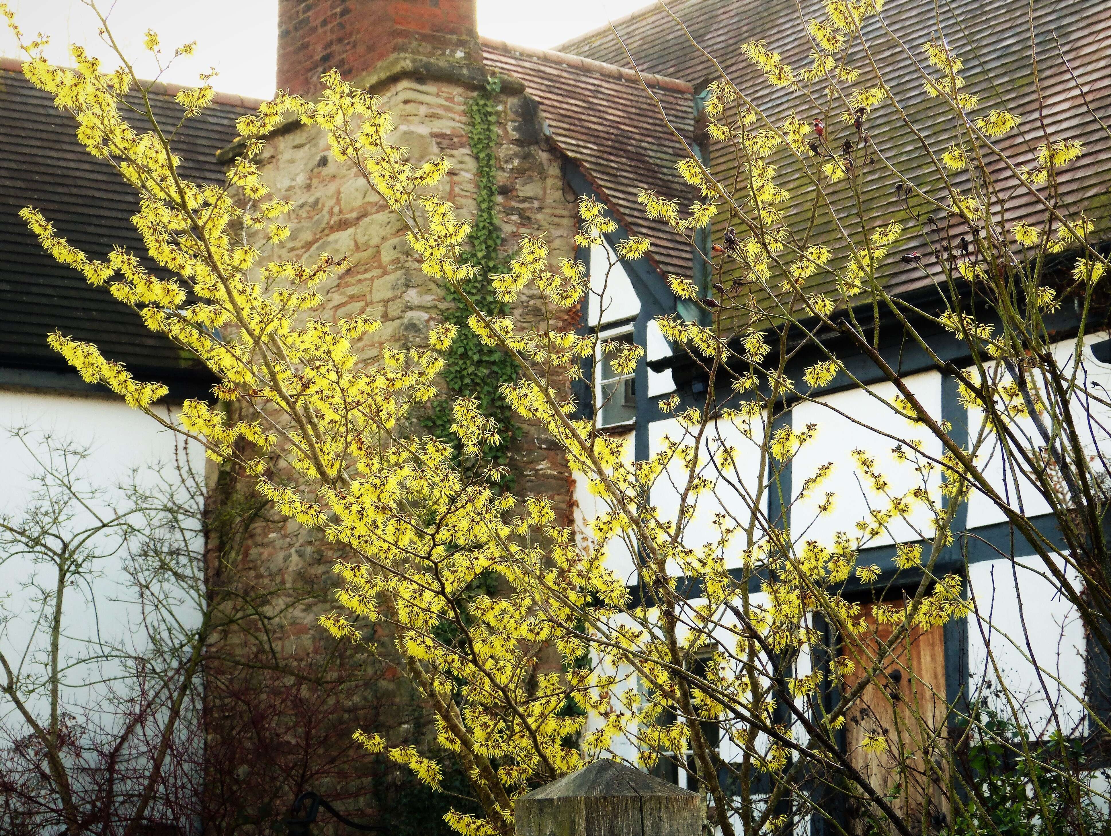 Image of Witch-hazel