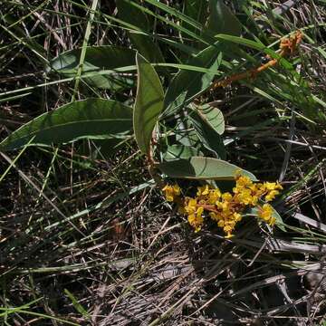 Image of Byrsonima viminifolia A. Juss.