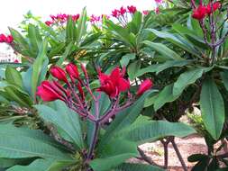 Image de Plumeria rubra L.