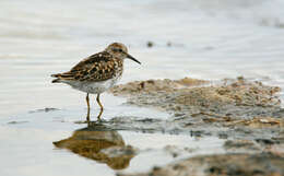 Image of Calidris Merrem 1804