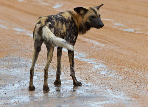 Imagem de Cão-caçador-africano